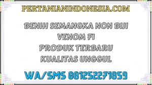 Benih Semangka Non Biji Venom F1 Produk Terbaru Kualitas Unggul