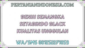 Benih Semangka Setabindo Black Kualitas Unggulan