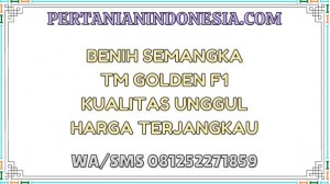 Benih Semangka TM Golden F1 Kualitas Unggul Harga Terjangkau