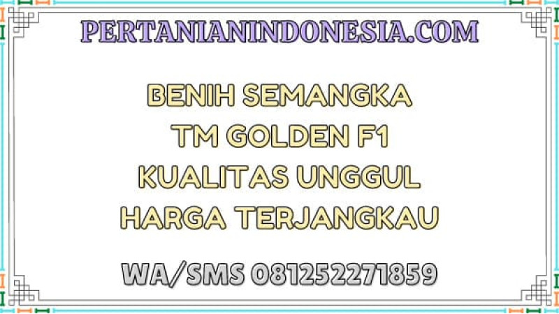 Benih Semangka TM Golden F1 Kualitas Unggul Harga Terjangkau