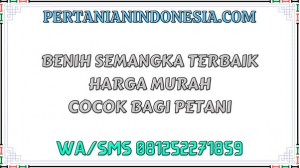 Benih Semangka Terbaik Harga Murah Cocok Bagi Petani