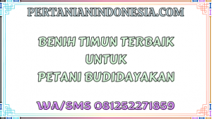 Benih Timun Terbaik Untuk Petani Budidayakan