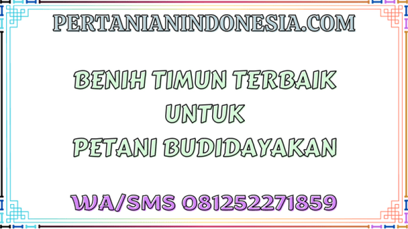 Benih Timun Terbaik Untuk Petani Budidayakan