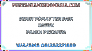 Benih Tomat Terbaik Untuk Panen Premium