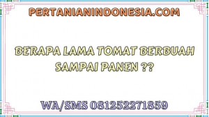 Berapa Lama Tomat Berbuah Sampai Panen