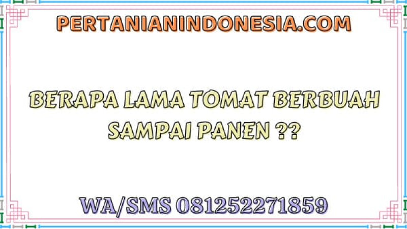 Berapa Lama Tomat Berbuah Sampai Panen
