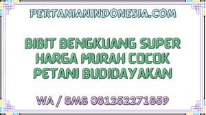 Bibit Bengkuang Super Harga Murah Cocok Petani Budidayakan