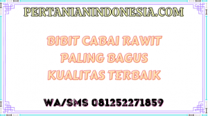 Bibit Cabai Rawit Paling Bagus Kualitas Terbaik