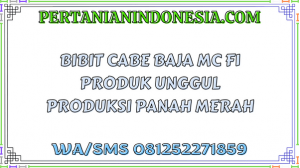 Bibit Cabe Baja MC F1 Produk Unggul Produksi Panah Merah