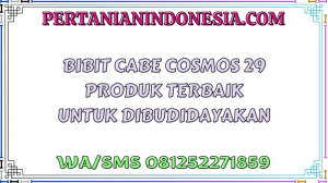 Bibit Cabe Cosmos 29 Produk Terbaik Untuk Dibudidayakan