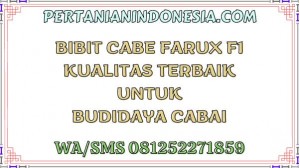 Bibit Cabe Farux F1 Kualitas Terbaik Untuk Budidaya Cabai