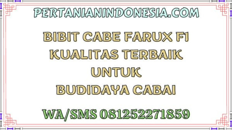 Bibit Cabe Farux F1 Kualitas Terbaik Untuk Budidaya Cabai