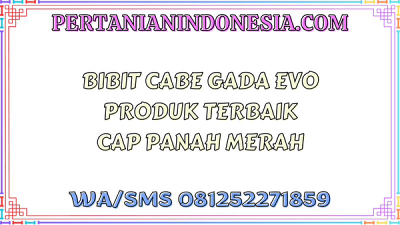 Bibit Cabe Gada Evo Produk Terbaik Cap Panah Merah