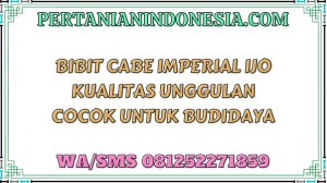 Bibit Cabe Imperial Ijo Kualitas Unggulan Cocok Untuk Budidaya