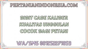 Bibit Cabe Kaliber Kualitas Unggulan Cocok Bagi Petani