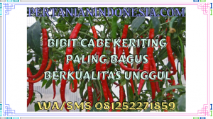 Bibit Cabe Keriting Paling Bagus Berkualitas Unggul