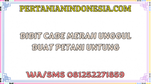 Bibit Cabe Merah Unggul Buat Petani Untung