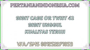 Bibit Cabe OR Twist 42 Bibit Unggul Kualitas Teruji