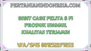 Bibit Cabe Pelita 8 F1 Produk Unggul Kualitas Terjamin