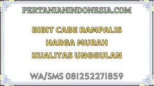 Bibit Cabe Rampalis Harga Murah Kualitas Unggulan