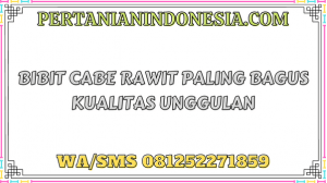 Bibit Cabe Rawit Paling Bagus Kualitas  Unggulan