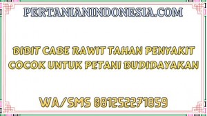 Bibit Cabe Rawit Tahan Penyakit Cocok Untuk Petani Budidayakan