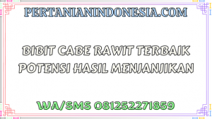 Bibit Cabe Rawit Terbaik Potensi Hasil Menjanjikan