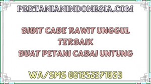 Bibit Cabe Rawit Unggul Terbaik Buat Petani Cabai Untung