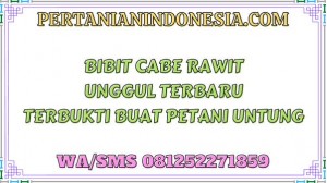 Bibit Cabe Rawit Unggul Terbaru Terbukti Buat Petani Untung