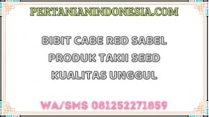 Bibit Cabe Red Sabel Produk Takii Seed Kualitas Unggul
