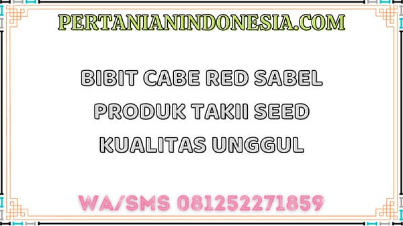 Bibit Cabe Red Sabel Produk Takii Seed Kualitas Unggul