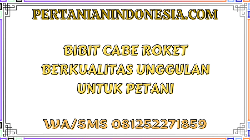 Bibit Cabe Roket Berkualitas Unggulan Untuk Petani