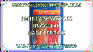 Bibit Cabe Santa 32 Unggulan Hasil Terbaik