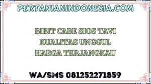 Bibit Cabe Sios Tavi Kualitas Unggul Harga Terjangkau