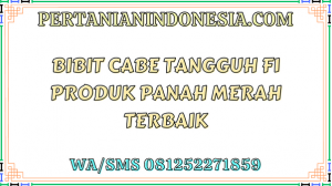 Bibit Cabe Tangguh F1 Produk Panah Merah Terbaik