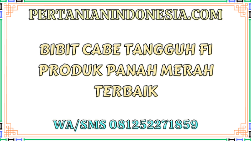 Bibit Cabe Tangguh F1 Produk Panah Merah Terbaik