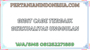 Bibit Cabe Terbaik Berkualitas Unggulan