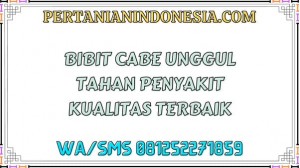 Bibit Cabe Unggul Tahan Penyakit Kualitas Terbaik