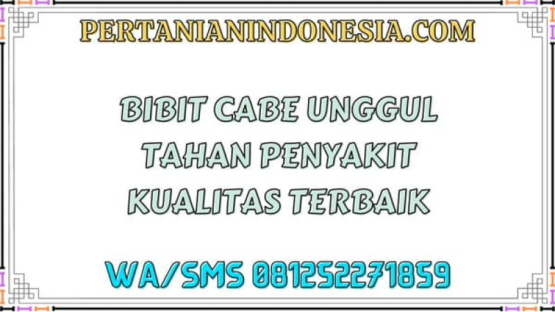 Bibit Cabe Unggul Tahan Penyakit Kualitas Terbaik