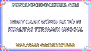 Bibit Cabe Wong KK Yo F1 Kualitas Terjamin Unggul