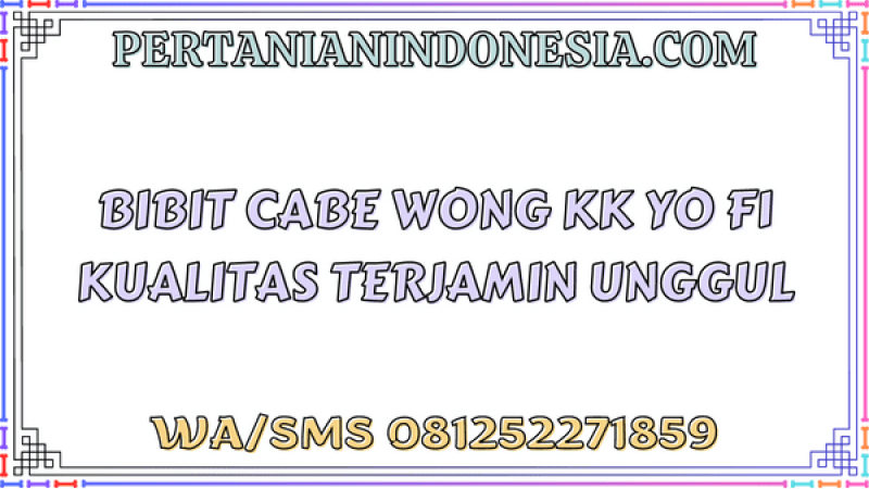 Bibit Cabe Wong KK Yo F1 Kualitas Terjamin Unggul