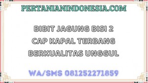 Bibit Jagung Bisi 2 Cap Kapal Terbang Berkualitas Unggul