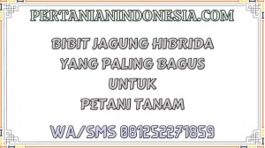 Bibit Jagung Hibrida Yang Paling Bagus Untuk Petani Tanam