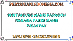 Bibit Jagung Manis Paragon Rahasia Panen Manis Melimpah