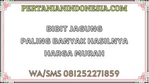 Bibit Jagung Paling Banyak Hasilnya Dengan Harga Murah