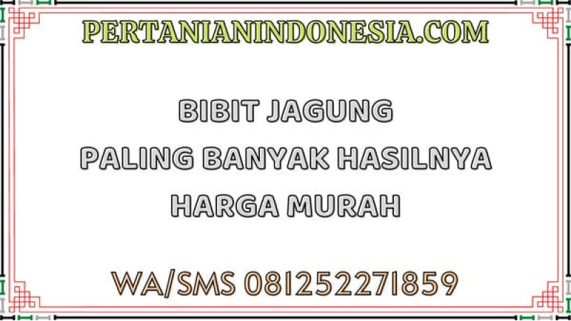 Bibit Jagung Paling Banyak Hasilnya Dengan Harga Murah
