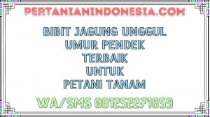 Bibit Jagung Unggul Umur Pendek Terbaik Untuk Petani Tanam