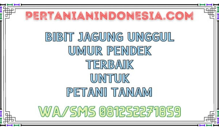 Bibit Jagung Unggul Umur Pendek Terbaik Untuk Petani Tanam