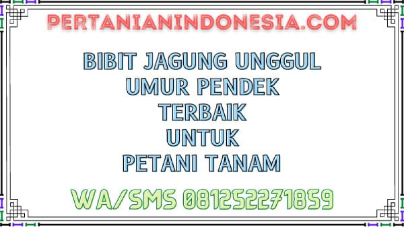 Bibit Jagung Unggul Umur Pendek Terbaik Untuk Petani Tanam