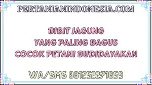 Bibit Jagung Yang Paling Bagus Cocok Petani Budidayakan